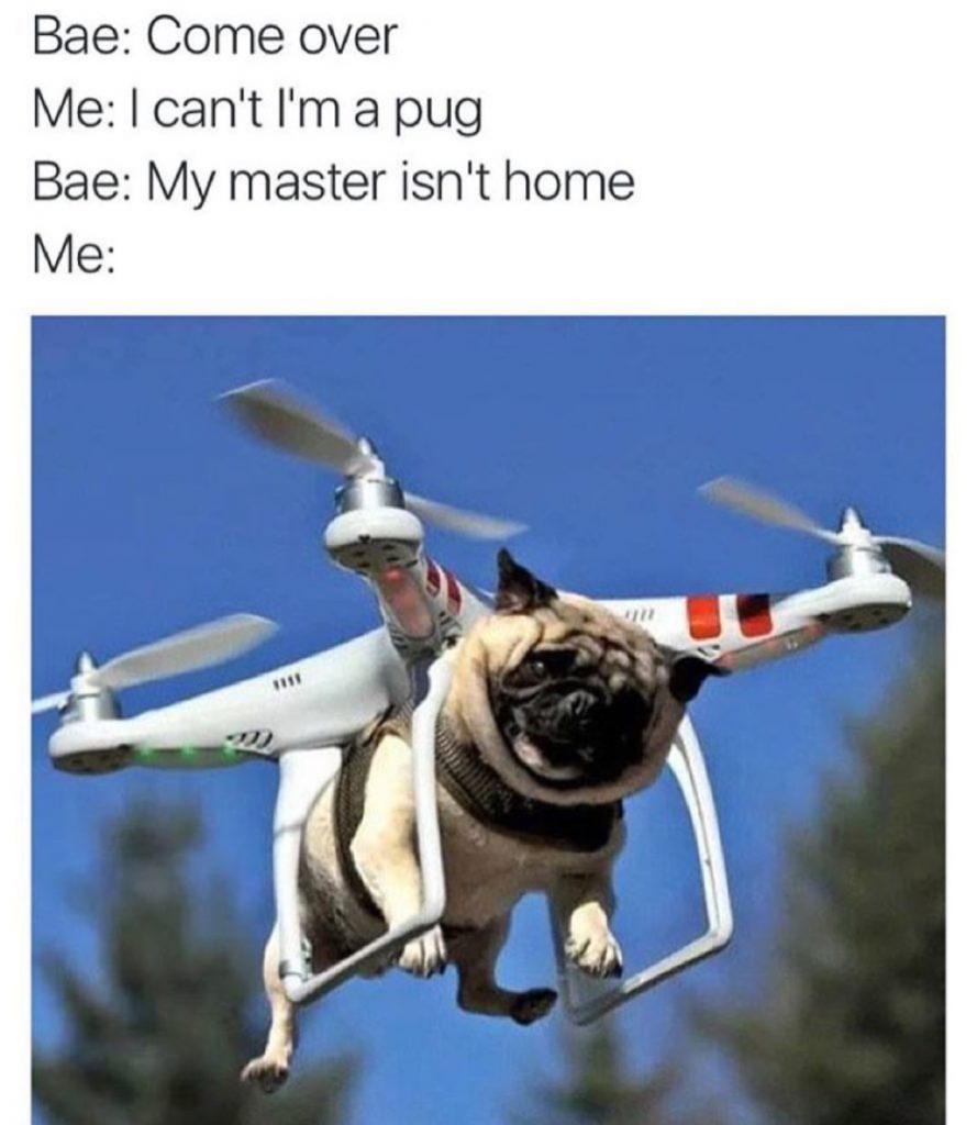 Pug