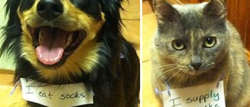 Dogs Being Shamed For Their Crimes