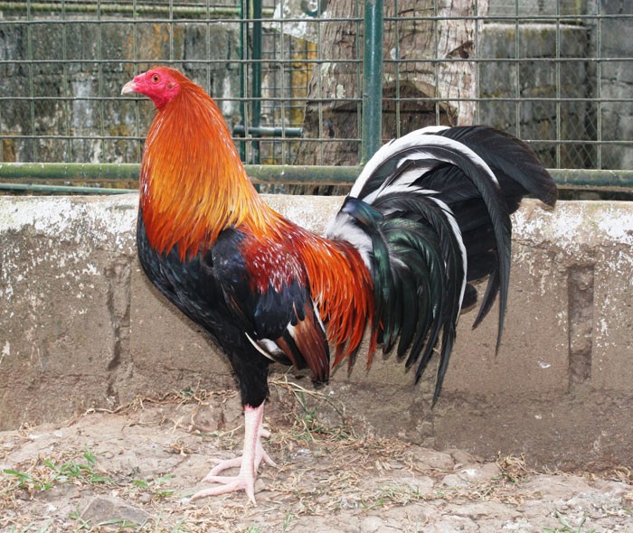 Cockfighting
