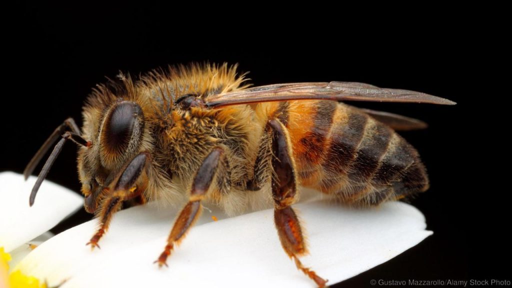 Killer Bees
