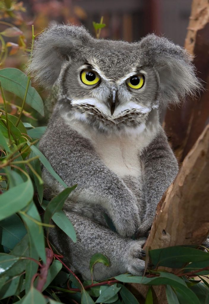 Koaowl