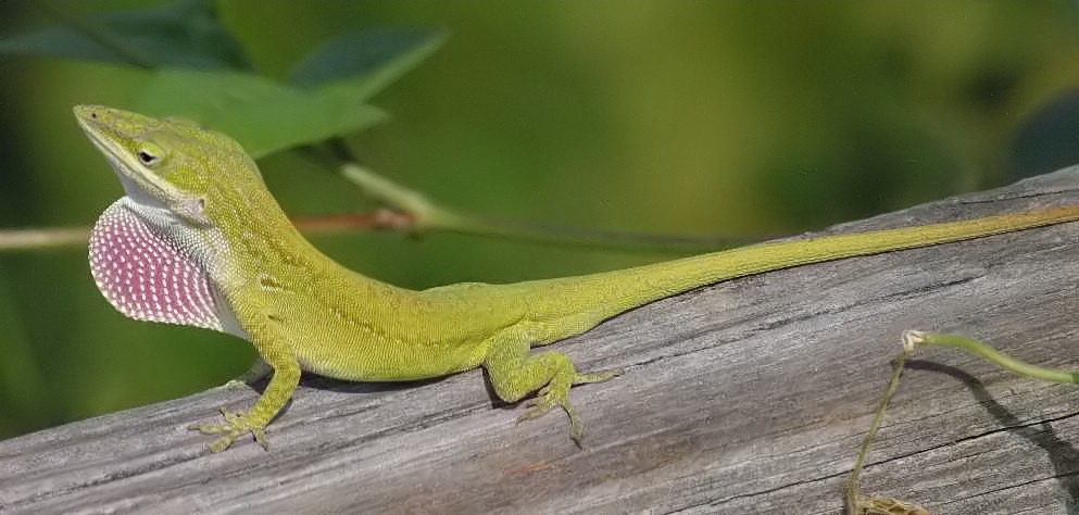 Lizards