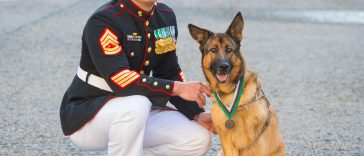 Amazing Animals Awarded a Medal For Bravery