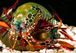 Mantis Shrimp