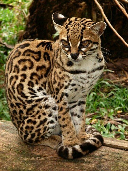 Margay