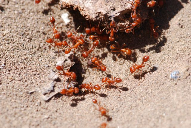 Most Terrifying Insects in the World