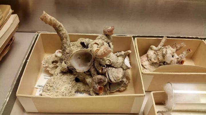 Incredible Animal Facts