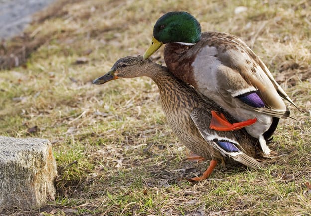 Horrifying Facts about Ducks