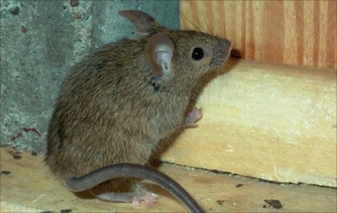 Mice