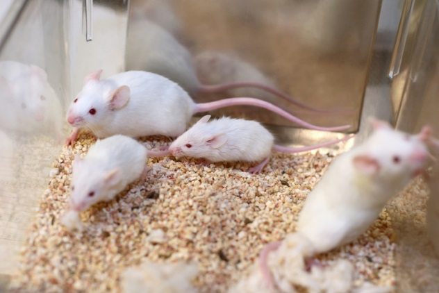 Mice Theft