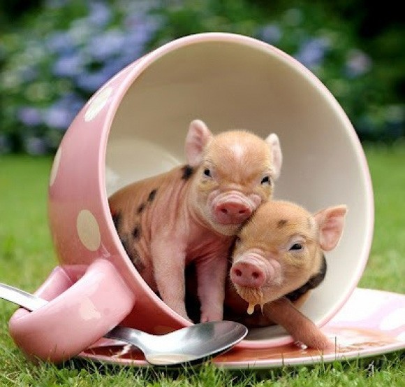 Micro mini Teacup pigs