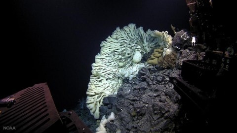 Sea Sponge