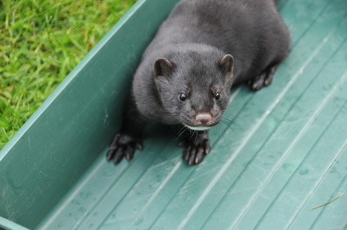 Mink Farm Madness