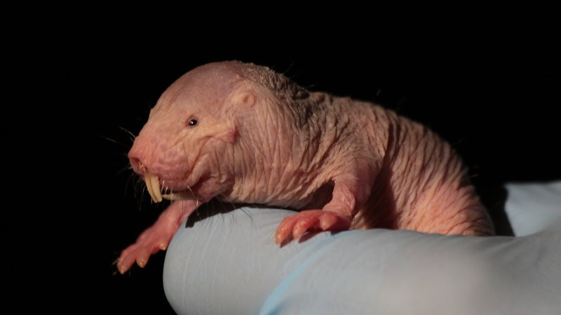 Naked Mole-Rats