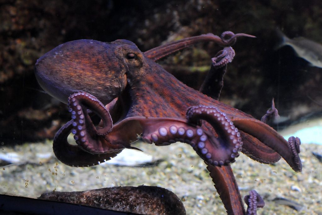 Octopus vulgaris