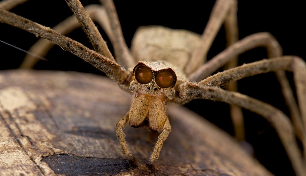 Ogre-Faced Spider