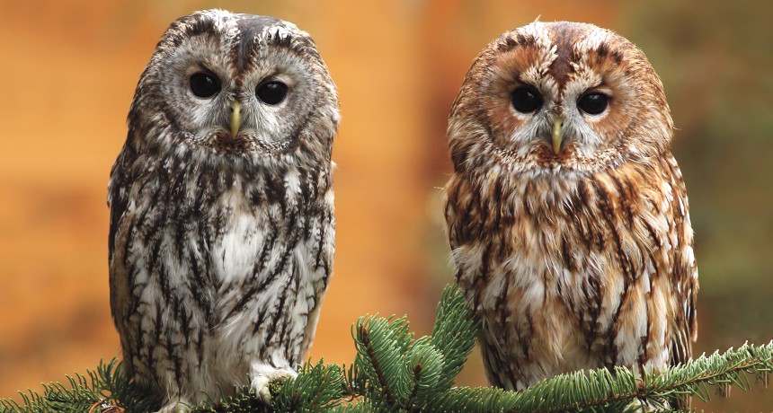Owls