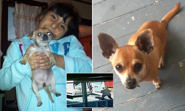 PETA’s Euthanasia Spree