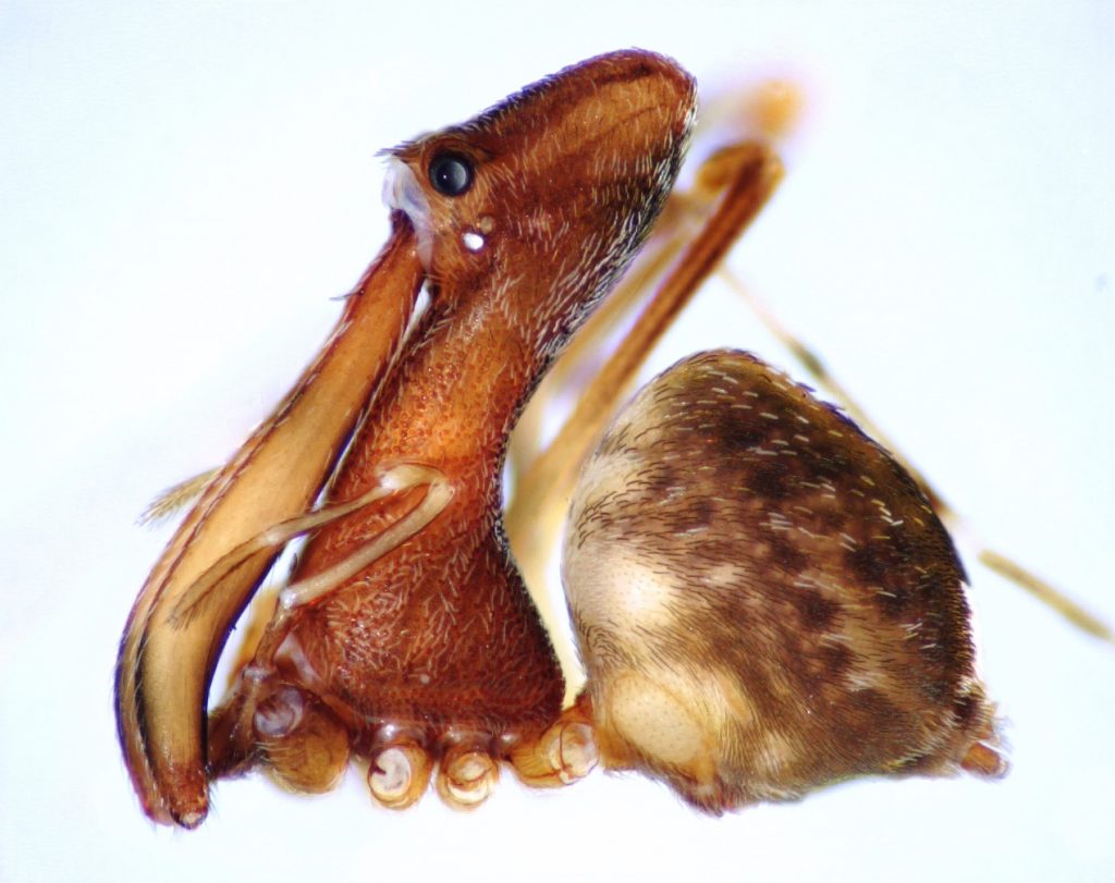 Pelican Spider
