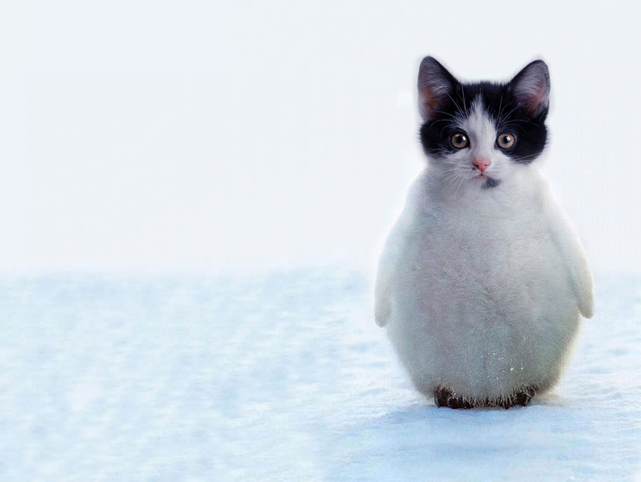 Penguitten