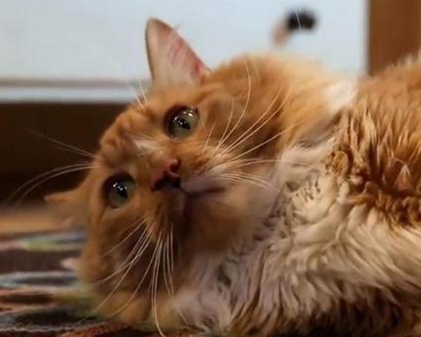 Cases of Animals Saving Humans from Certain Death