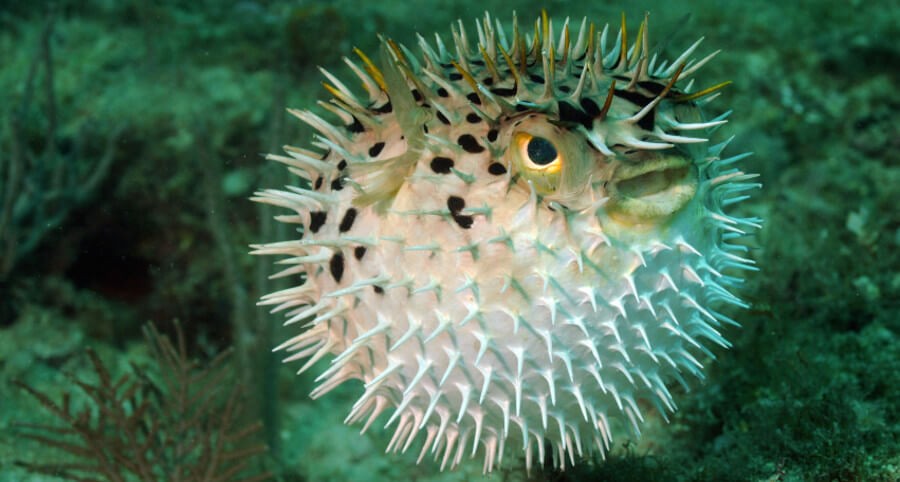 Puffer Fish
