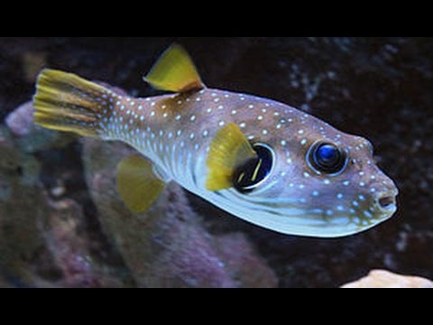 Puffer Fish