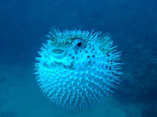 Surprising Shape-Shifting Organisms