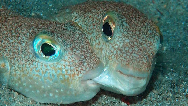 The World’s Most Romantic Animals