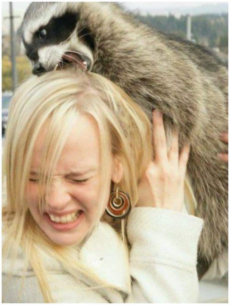 Hilarious Animals Being Perfect Jerks