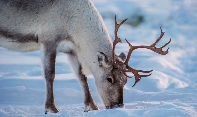 Reindeer Are Fond Of Their Own Urine