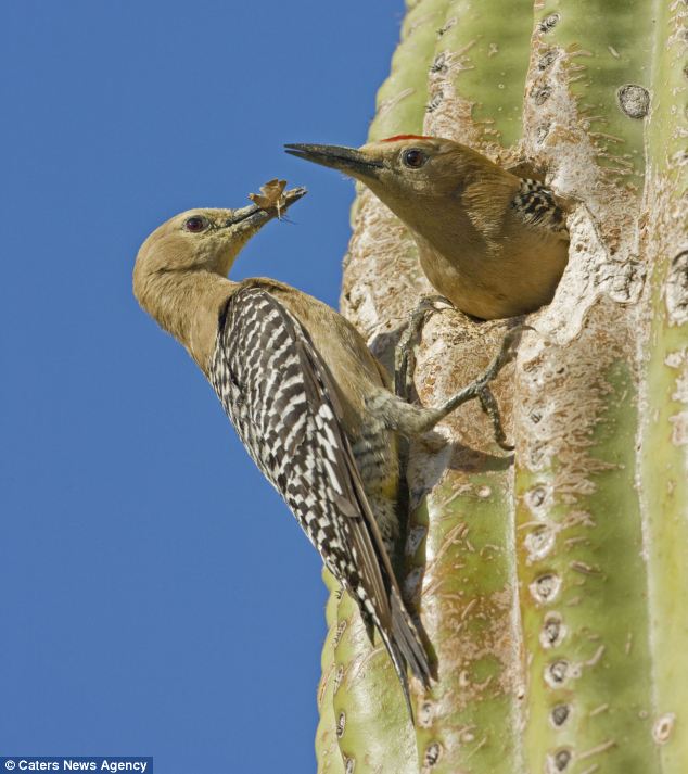 Cactus Birds