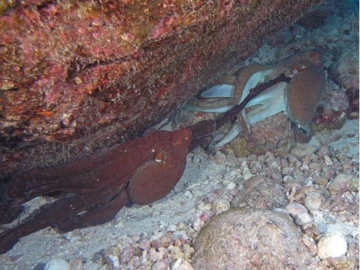 Incredible Facts That Prove Octopuses Are Amazing