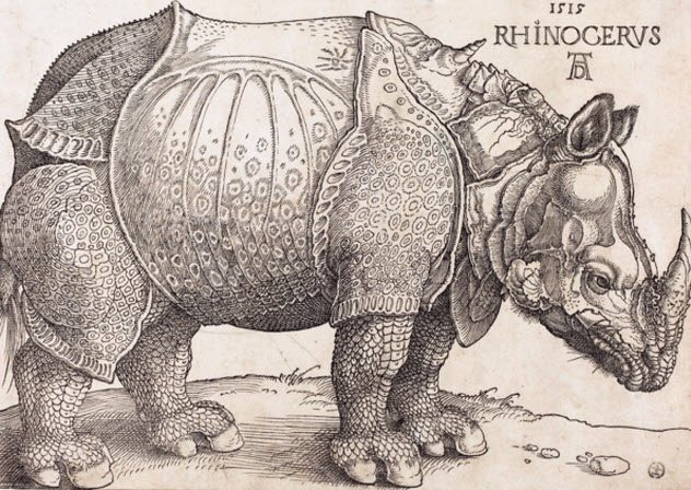 Rhinoceroses