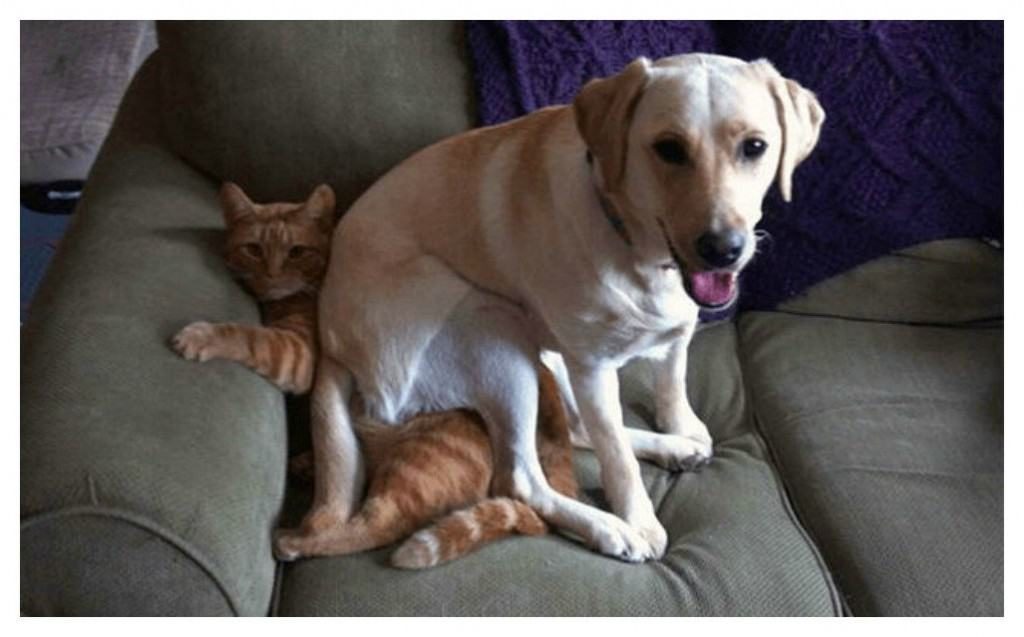 Hilarious Animals Being Perfect Jerks