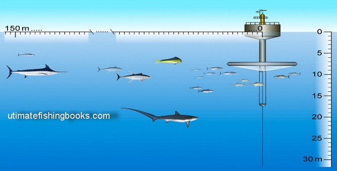 Dolphins