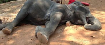 Animals That Paid the Price of Tourist Stupidity and Cruelty