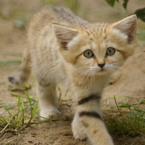 Sand Cat