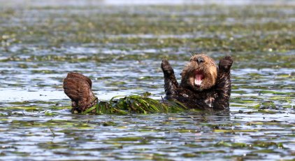 Best Entries for the Comedy Wildlife Photo Awards