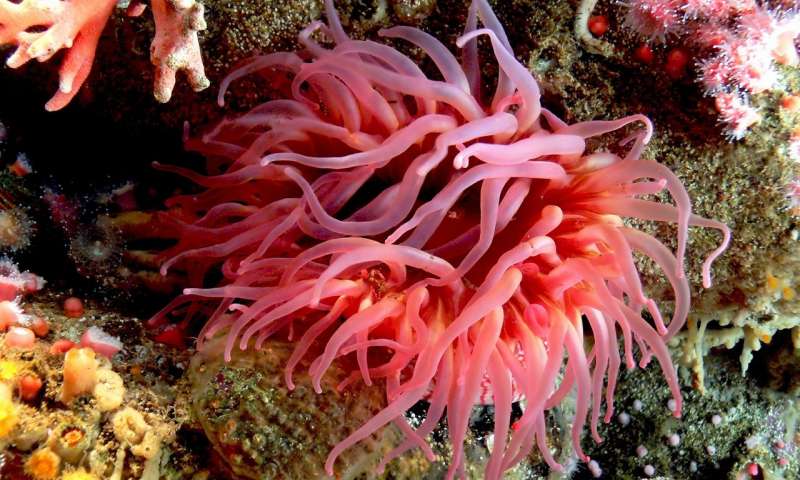 Sea Anemone