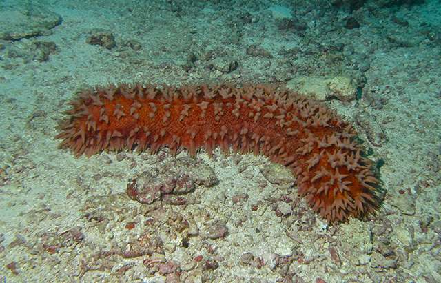 Sea Cucumbers