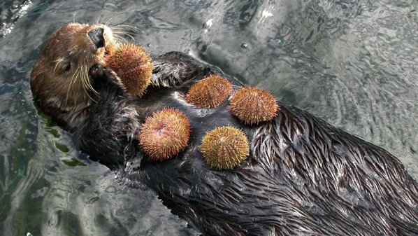Sea Urchins
