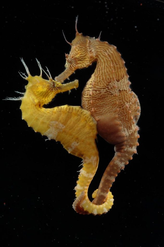 Seahorses