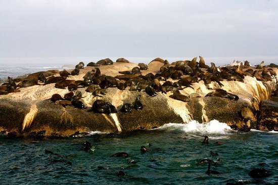 Seal Island