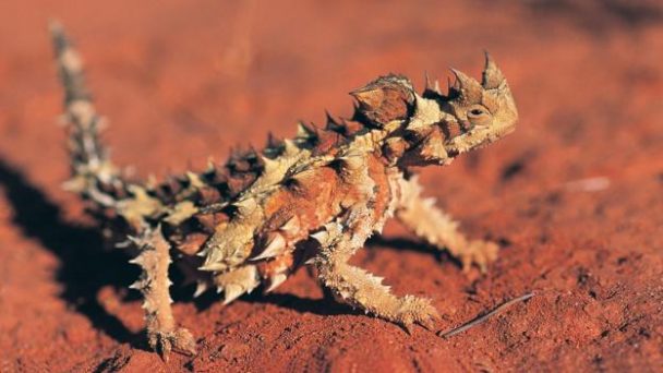 Desert Animals with Brilliant Survival Adaptations - Love Your Pet ...