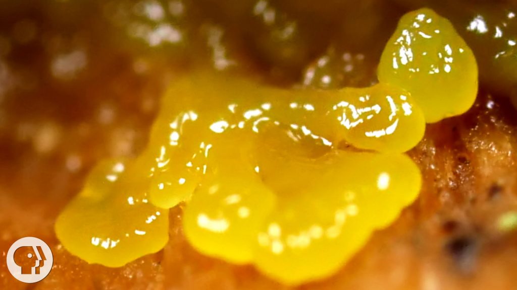 Slime Mold