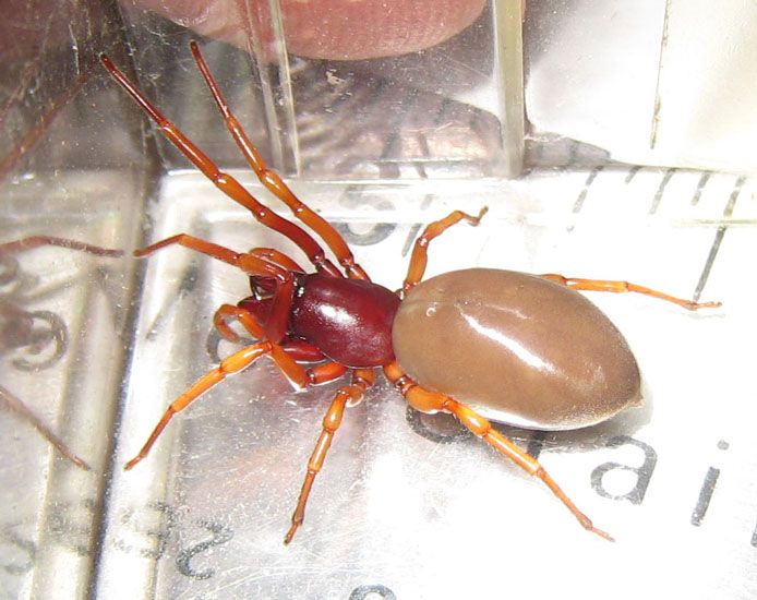 Sowbug Killer Spider