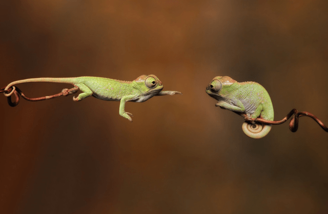 lizard