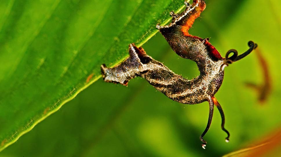 Tentacled Caterpillar