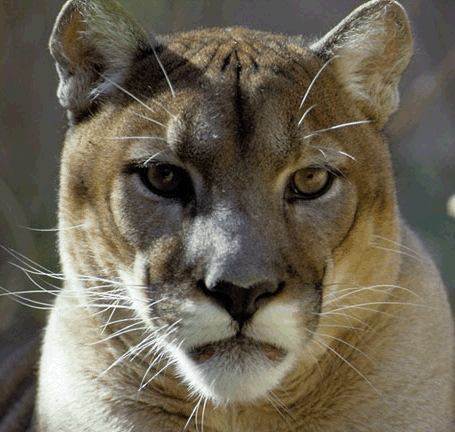 Cougar